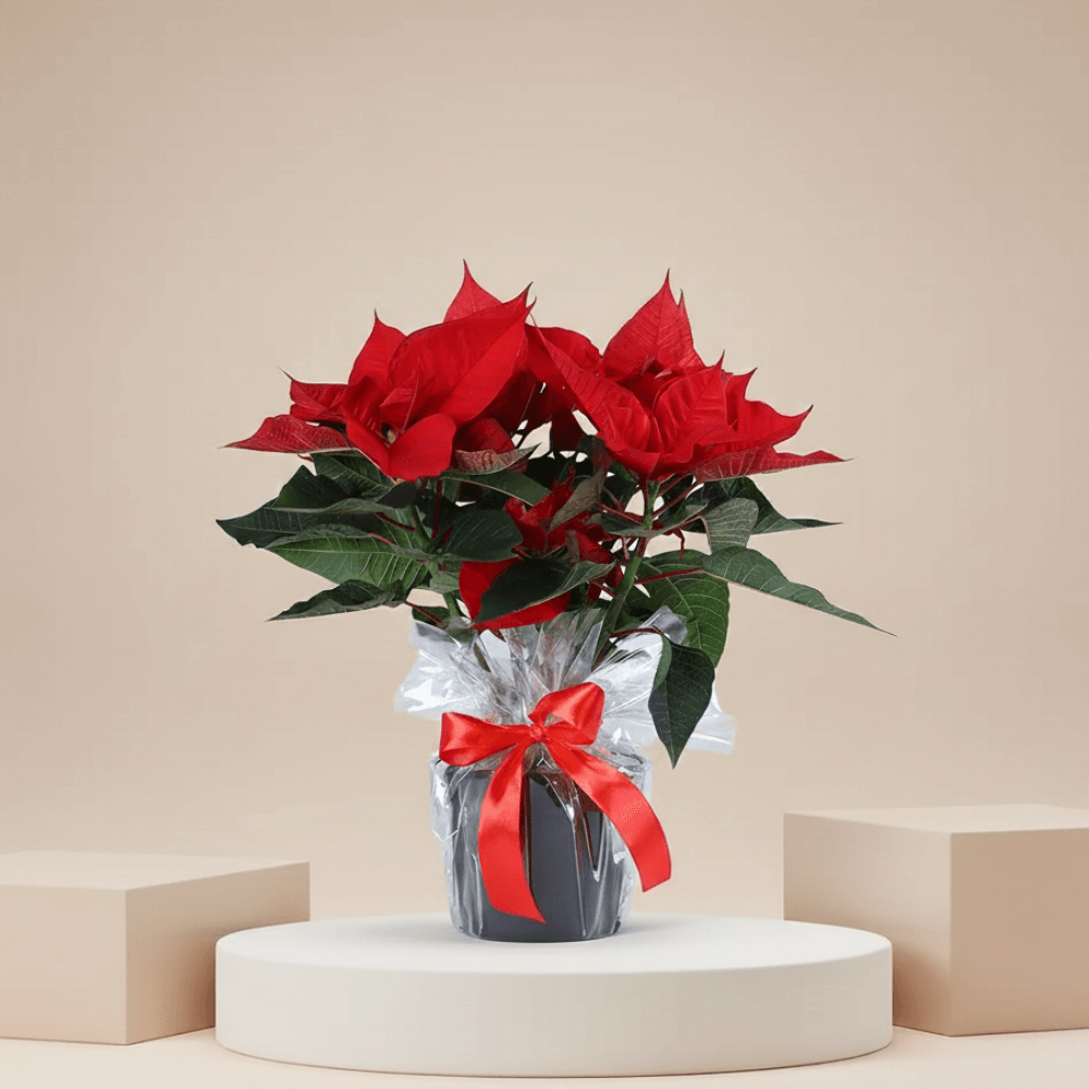 Classic red poinsettia Christmas plant – Flowerla Dubai