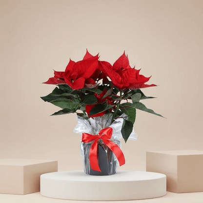 Classic red poinsettia Christmas plant – Flowerla Dubai