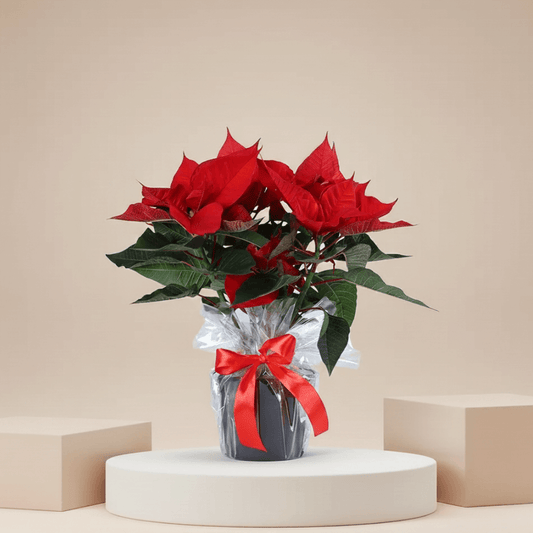 Classic red poinsettia Christmas plant – Flowerla Dubai