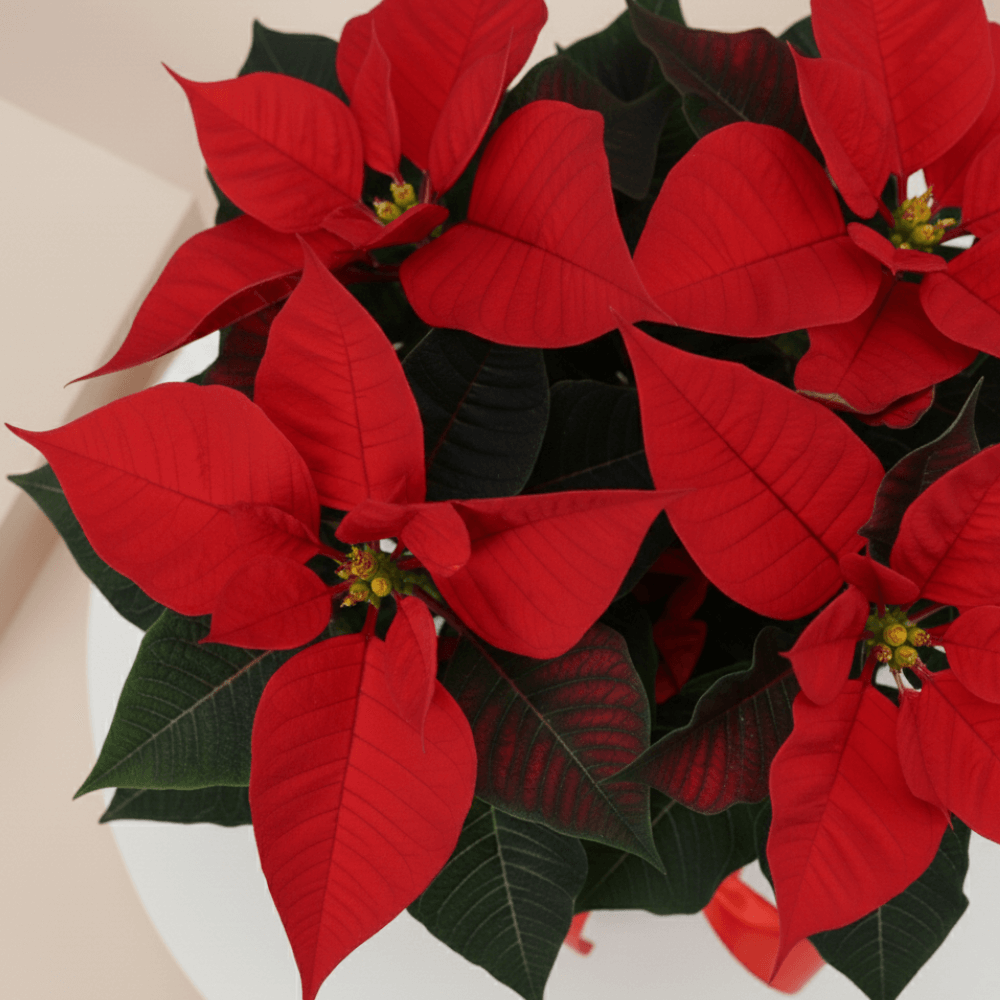 Classic red poinsettia Christmas plant with festive wrapping