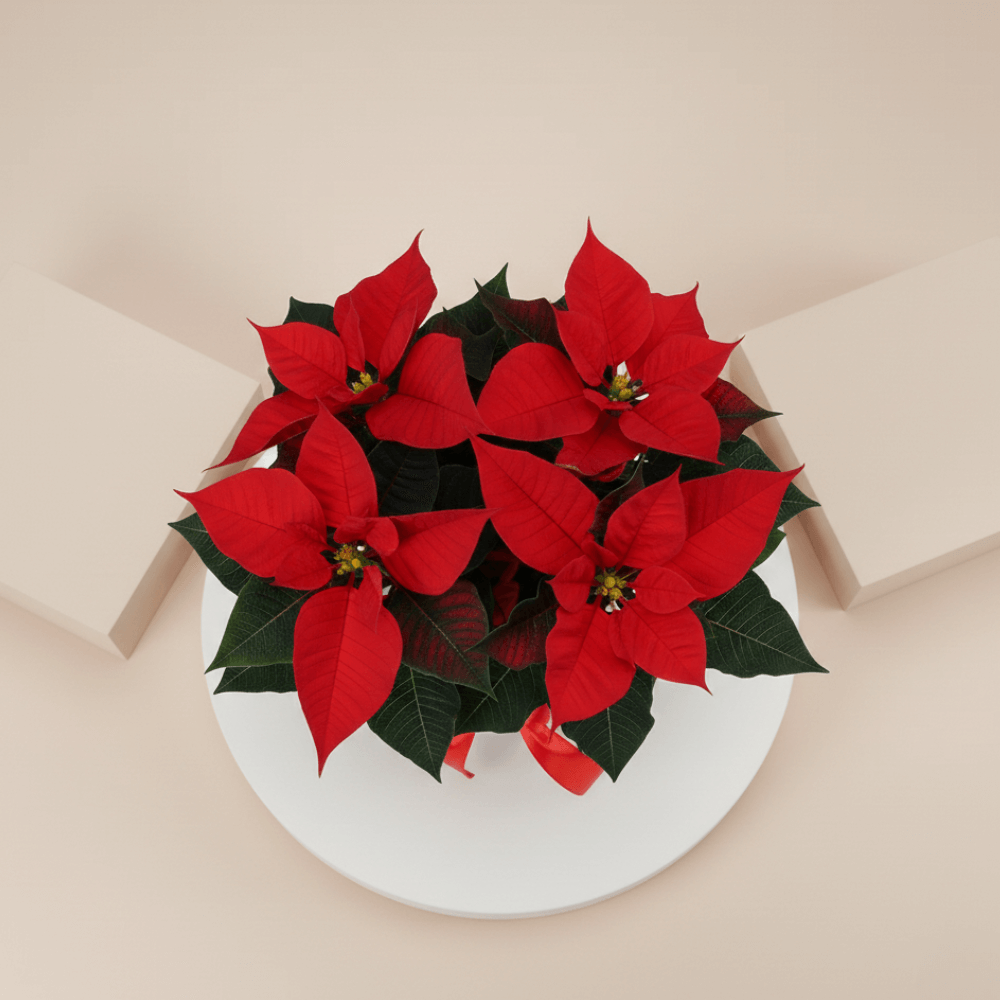 Classic red poinsettia Christmas plant indoor décor