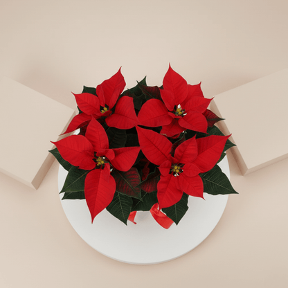 Classic red poinsettia Christmas plant indoor décor